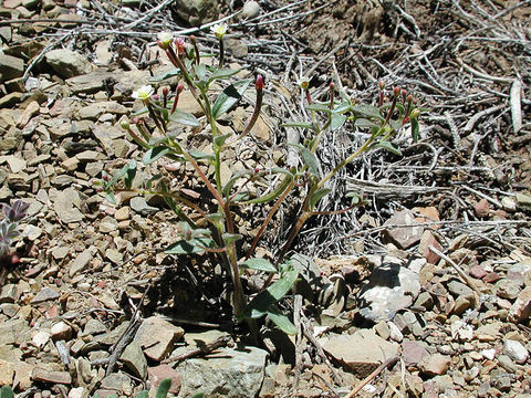 Chylismiella pterosperma (S. Watson) W. L. Wagner & Hoch resmi