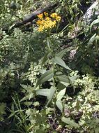 Image of arrowleaf ragwort