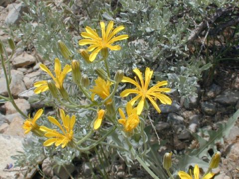 Image of largeflower hawksbeard