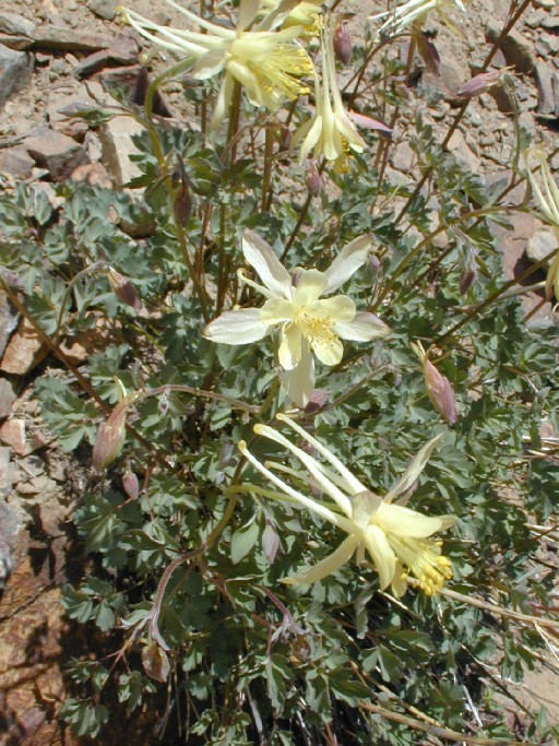 صورة Aquilegia pubescens Coville