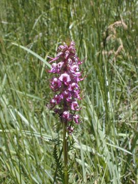 Image of elephanthead lousewort