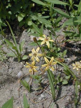 Image of Sierra triteleia