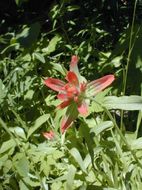 Image of giant red Indian paintbrush