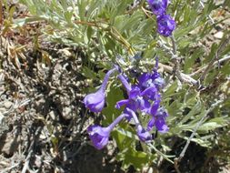 Image of Sierra larkspur