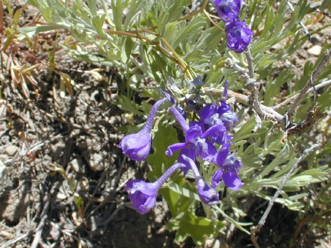 Sivun Delphinium glaucum S. Wats. kuva