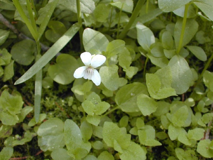 Image of small white violet