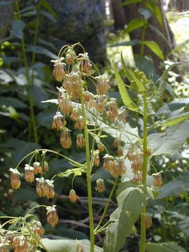 Image of Fendler's meadow-rue