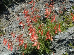 Image of Bridge penstemon