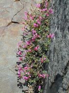 Слика од Penstemon newberryi Gray