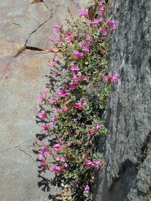 Слика од Penstemon newberryi Gray