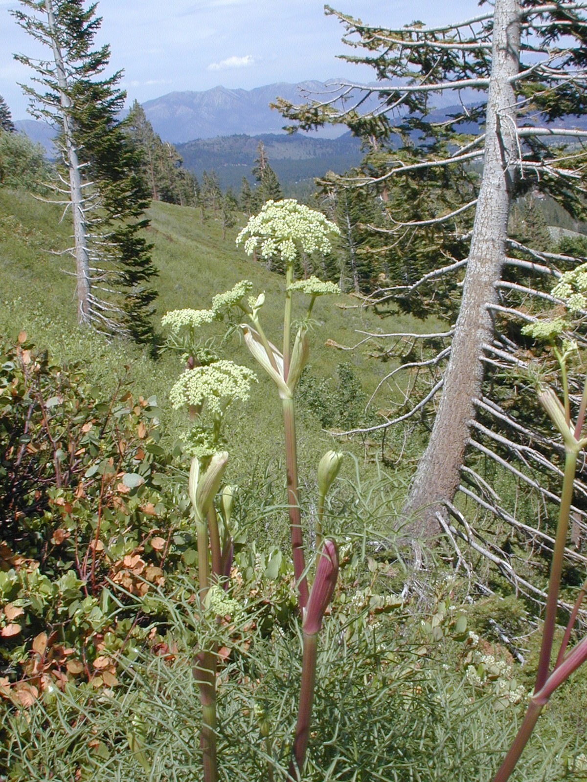 Angelica lineariloba A. Gray resmi