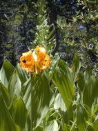 Image de Lilium kelleyanum Lemmon