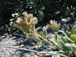 Image of silverleaf phacelia