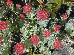 Image of ledge stonecrop