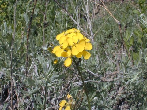 Image of sanddune wallflower