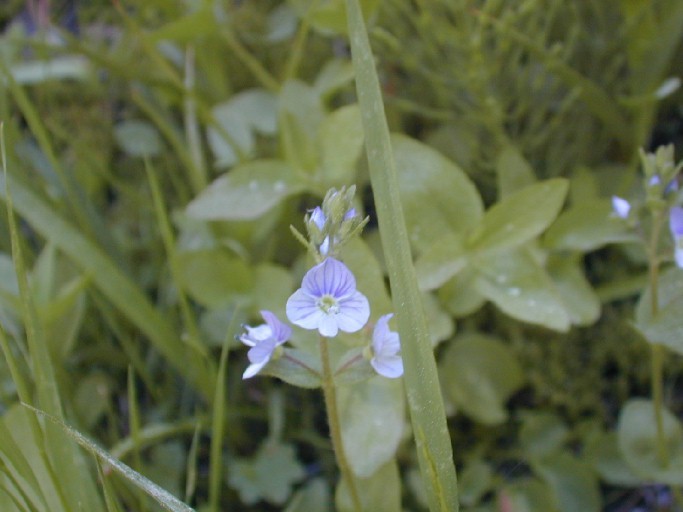 Image of American alpine speedwell