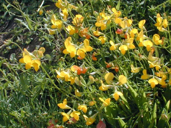 Image de lotier corniculé