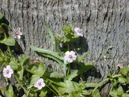 Lysimachia arvensis (L.) U. Manns & Anderb. resmi