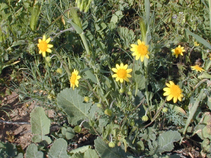 Image of California goldfields