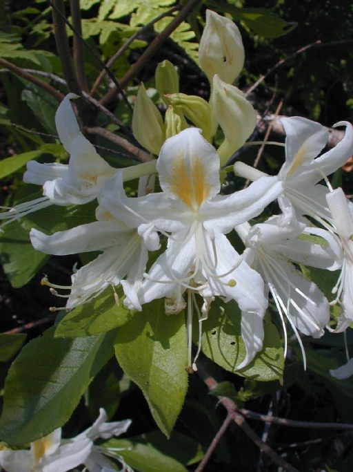 صورة Rhododendron occidentale (Torr. & Gray) A. Gray