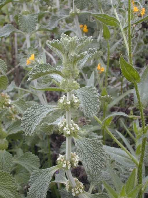 Image of horehound