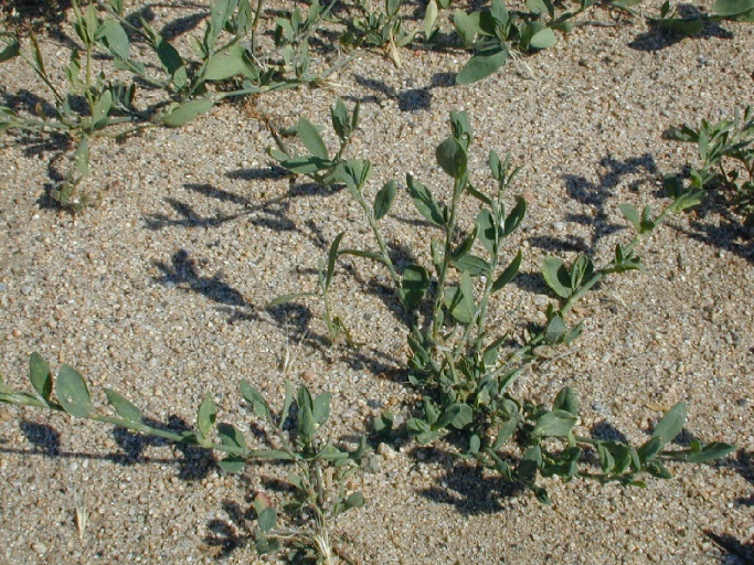 Image of <i>Polygonum aviculare</i> ssp. <i>depressum</i>