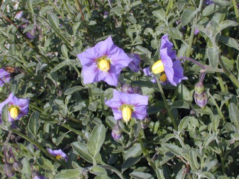 Image of chaparral nightshade