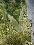 Image of Annual Beard-grass