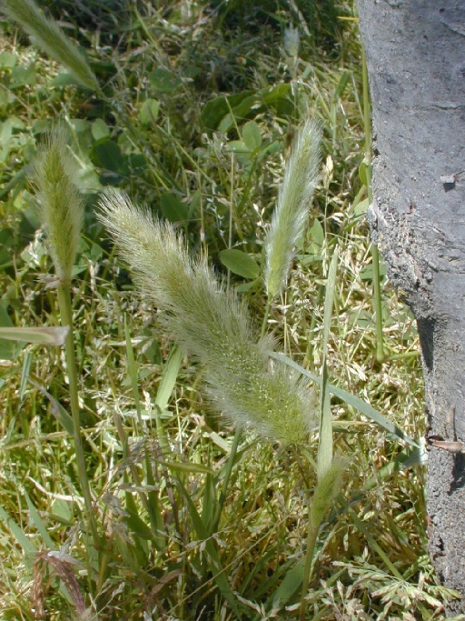 Plancia ëd Polypogon monspeliensis (L.) Desf.