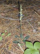 Image of Giant Rattlesnake-plantain