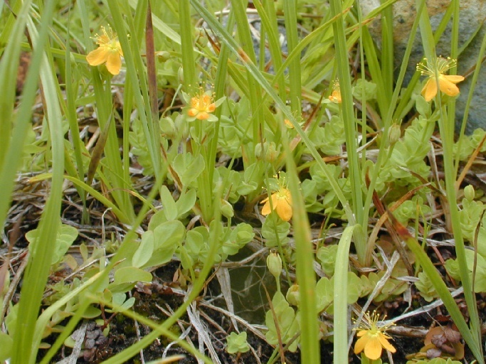 Image de Hypericum anagalloides Cham. & Schltdl.