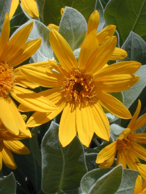 Image of woolly mule-ears