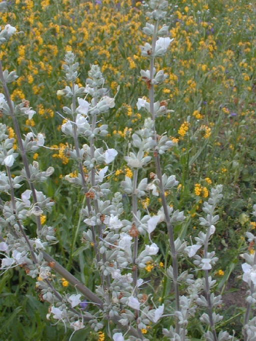 Image of white sage