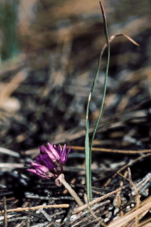 Allium siskiyouense Ownbey ex Traub resmi