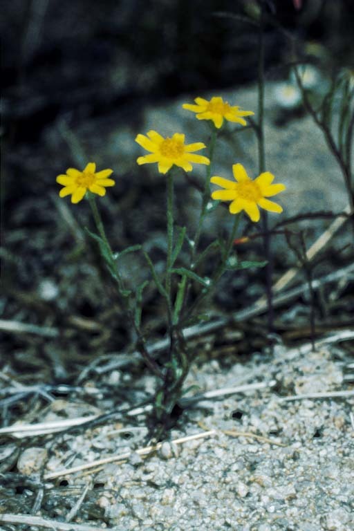 Image of beautiful woolly sunflower