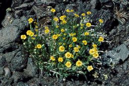 Image de Erigeron linearis (Hook.) Piper