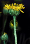 Image de Erigeron linearis (Hook.) Piper