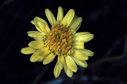 Image de Erigeron linearis (Hook.) Piper