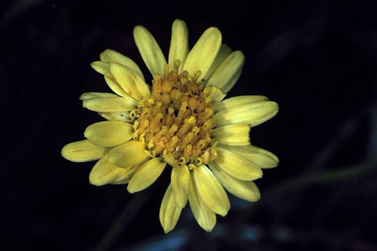 Image de Erigeron linearis (Hook.) Piper