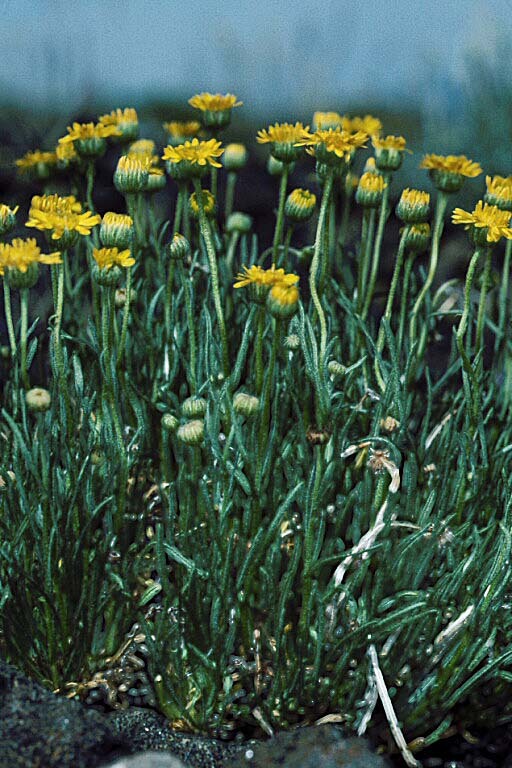 Image de Erigeron linearis (Hook.) Piper