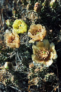 Opuntia fragilis (Nutt.) Haw. resmi