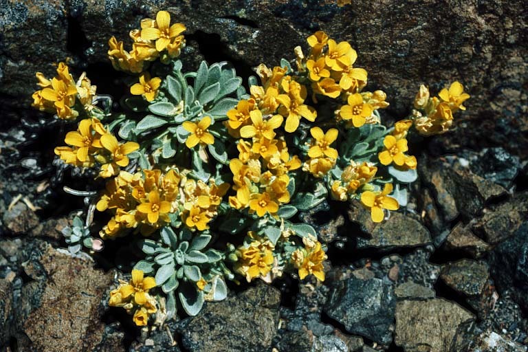 Image of <i>Physaria <i>occidentalis</i></i> ssp. occidentalis