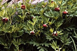 Image of California peony