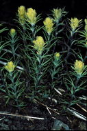 Image of cobwebby Indian paintbrush