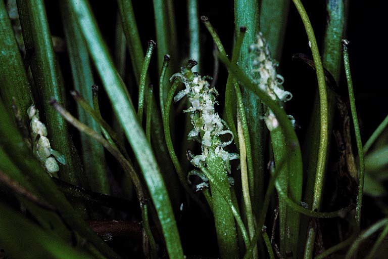 Image of Flowering-Quillwort