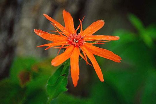 Image de <i>Lychnis fulgens</i>