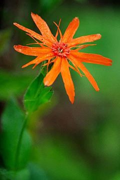 Image de <i>Lychnis fulgens</i>