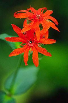 Слика од <i>Lychnis fulgens</i>