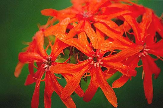 Image de <i>Lychnis fulgens</i>