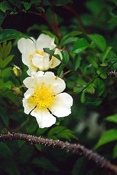 Image of Rosa maximowicziana Regel